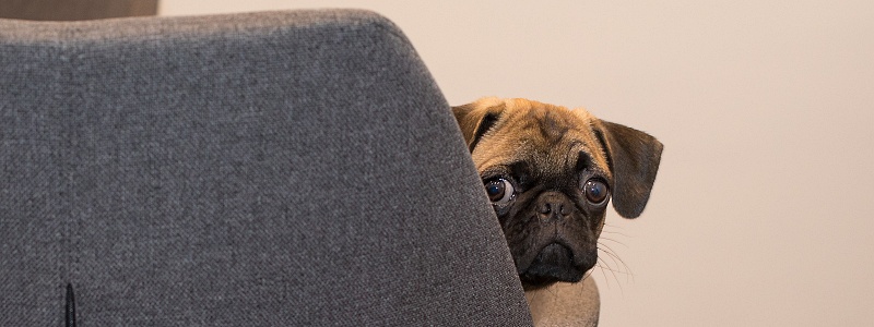 A pug sitting in an office chair