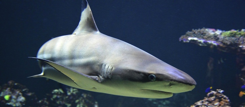 Shark