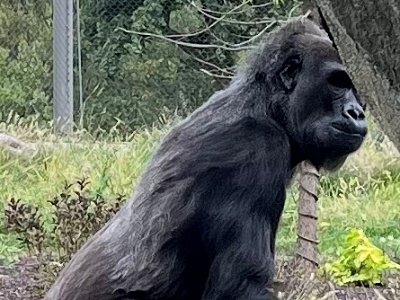 Binti Jua the gorilla