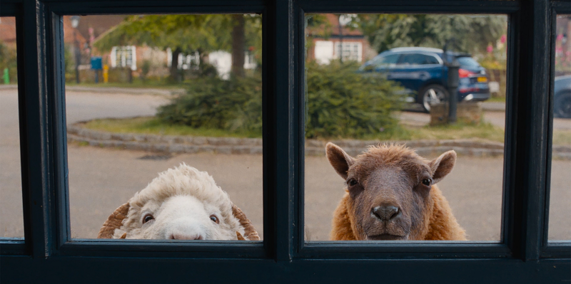 Two sheep poke their heads outside of a window in The Sheep Detectives.